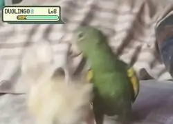 Batalla Pok&eacute;mon en la vida real
