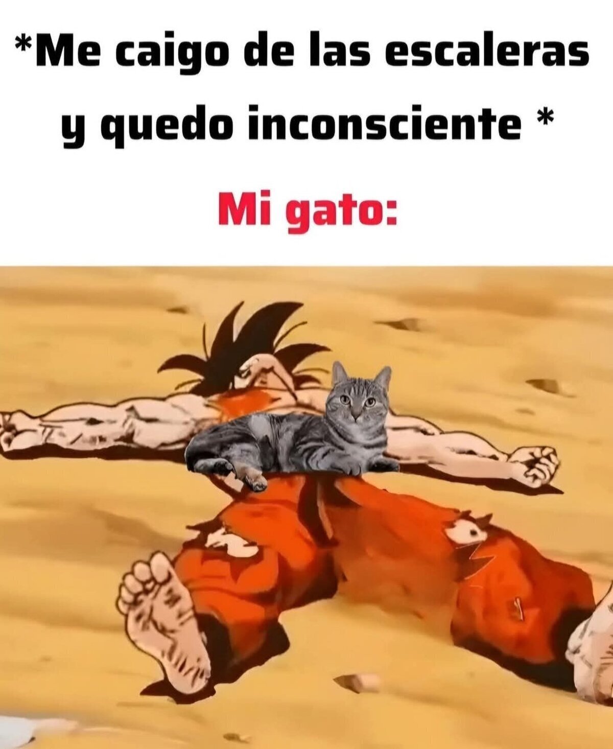 Y mi gato ah&iacute; como si nada, esperando a que me despierte para pisarme la cara