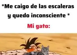 Y mi gato ah&iacute; como si nada, esperando a que me despierte para pisarme la cara