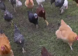 POV golpeaste una gallina en Kakariko: